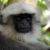 Cassandra Query Language (CQL) Tutorial gray-langur-264151_640